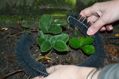 Slakkenborstel 100cm 4 stuks