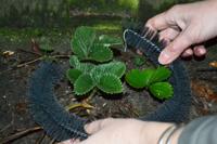 Slakkenborstel 100cm 4 stuks - thumbnail