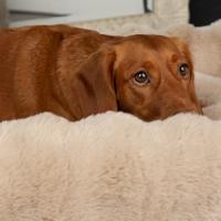 Scruffs Hondenbed Alpine, champagne, Maat: XL - thumbnail