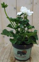 3 stuks! Geranium Pelargonium wit staand Warentuin Natuurlijk - Warentuin natuurlijk - thumbnail
