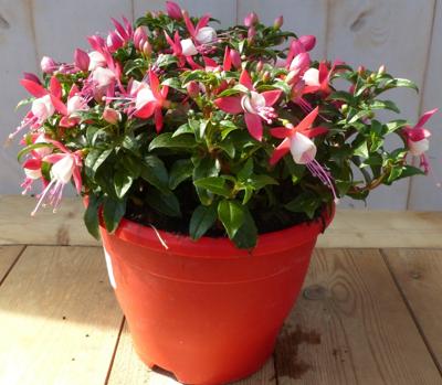 Fuchsia in grote pot licht roze varianten Warentuin Natuurlijk - Warentuin natuurlijk