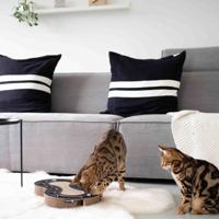 District 70 SNAKE - White - thumbnail