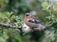 Vink mannetje 70x50cm Tuinschilderij Customize-it - Customize it - thumbnail