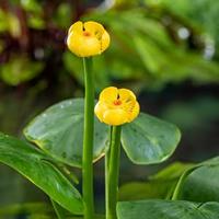 Gele plomp (Nuphar lutea) waterlelie (6-stuks) - thumbnail
