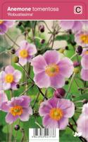 Herfstanemoon (anemone tomentosa "Robustissima") najaarsbloeier - 12 stuks - thumbnail