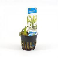 Aponogeton ulvaceus - 6 stuks - aquarium plant - thumbnail