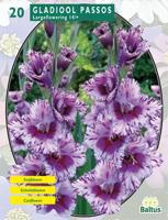 Zomer Bloembollen Gladiolus Passos per 20 Baltus - Baltus - thumbnail