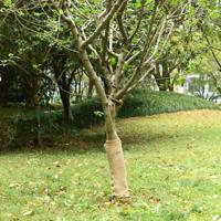 Jute rol 200 g/m 0,5x5 m 100% jute - thumbnail