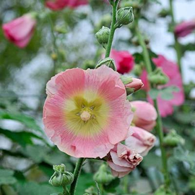 Alcea Rosea 2-jarig Stokroos zaden Double Chaters