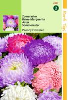 Zaden Callistephus Zomeraster pioenbloemig gemengd Hortitops - Hortitops - thumbnail