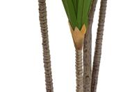 Decoratieve plant DKD Home Decor (80 x 80 x 180 cm) - thumbnail