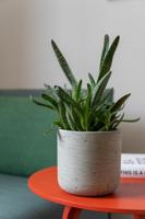 Sierpot Charlie XXS grijs - thumbnail