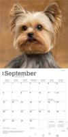 Yorkshire Terrier Kalender 2026 - thumbnail