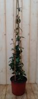 Toscaanse jasmijn 75 cm Trachelospermum Warentuin Natuurlijk - Warentuin natuurlijk - thumbnail
