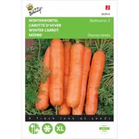 Zaden Winterwortel Berlikumer 2 Buzzy - Buzzy - thumbnail