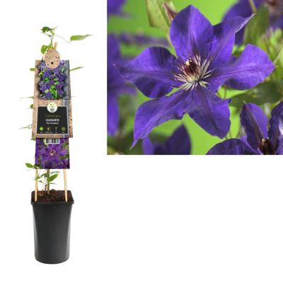 Klimplant Clematis The President - Paarse Bosrank