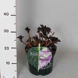 Hydrangea Macrophylla "Black Diamond® Baroque Angel Blue"® boerenhortensia - 30-40 cm - 1 stuks Hydrangea Macrophylla "Black Diamond® Baroque Angel Blue"® boerenhortensia - 30-40 cm - 1 stuks