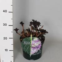 Hydrangea Macrophylla "Black Diamond® Baroque Angel Blue"® boerenhortensia - 30-40 cm - 1 stuks - thumbnail