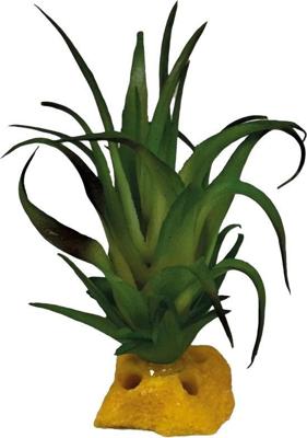 Plant tillandsia Repto - Repto Plant tillandsia Repto - Repto