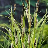 Carex riparia Planten in pot Moerings - Moerings - thumbnail