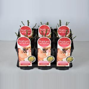 Grootbloemige roos Parfum de Nature (rosa "Diamonds Forever"®) - C3 - 1 stuks