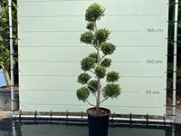 Winterhoes MAMMUT - 360x250 cm - thumbnail