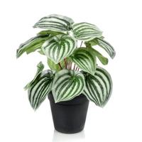 Peperomia 25 cm - Kunstplant - thumbnail