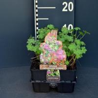 Ooievaarsbek (geranium cantabrigiense "Karmina") bodembedekker - 6-pack - 1 stuks - thumbnail