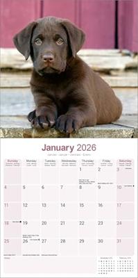 Chocolate Labrador Retriever Calendar 2026 Square Dog Breed Wall Calendar - 16 Month