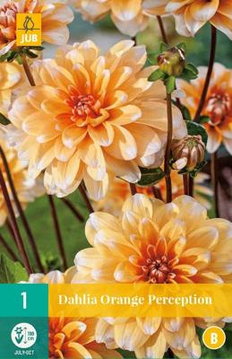 Dahlia orange perception bloembol 1 stuk Dahlia JUB - Jub