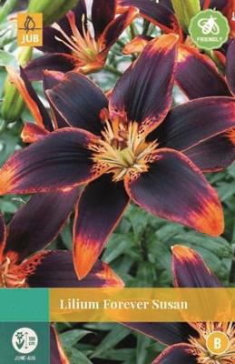 Lilium Forever Susan rood/oranje 2 bloembollen Lelie JUB - Jub