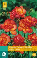 Freesia Dubbel Rood Bloembol JUB 15 bollen - Jub - thumbnail