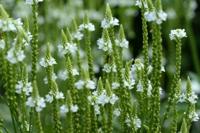 IJzerhard - thumbnail