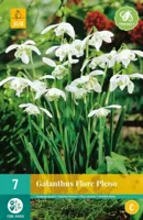 Galanthus flore pleno 7 bollen - thumbnail