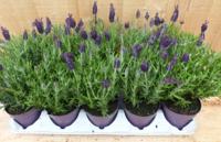 Kuiflavendel 10 potjes in tray kleur paars Warentuin Natuurlijk - Warentuin natuurlijk - thumbnail
