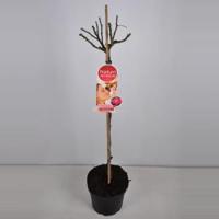 Grootbloemige roos op stam Parfum de Nature (rosa "Acapella"®) - Op stam 90 cm - 1 stuks - thumbnail