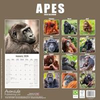 Apes Calendar 2026 Square Animal Wall Calendar - 16 Month - thumbnail