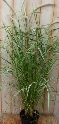 Groenwit gras GROOT 100 cm Warentuin Natuurlijk - Warentuin natuurlijk