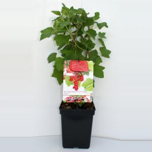 Rode bes (ribes rubrum "Rovada") fruitplanten - In 5 liter pot - 1 stuks
