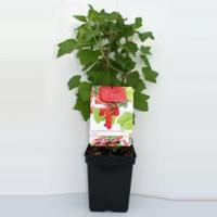 Rode bes (ribes rubrum "Rovada") fruitplanten - In 5 liter pot - 1 stuks - thumbnail