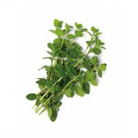 Oregano zaden Marjolein Origanum BIO - thumbnail