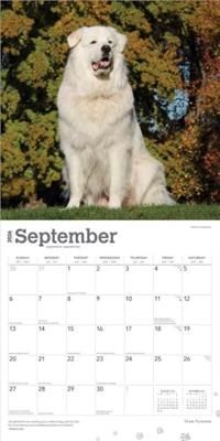 Pyreneese Berghond Kalender 2026 Pyreneese Berghond Kalender 2026