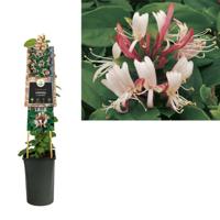 Japanse kamperfoelie (Lonicera Japonica "Red World") klimplant - thumbnail