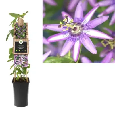 Paarse passiebloem (Passiflora "Amethyst") klimplant Paarse passiebloem (Passiflora "Amethyst") klimplant
