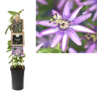 Klimplant Passiflora Amethyst - Paarse Passiebloem - thumbnail