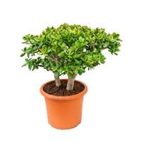 Crassula sunset L kamerplant - thumbnail