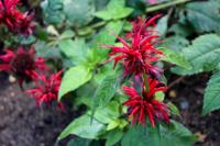 Bergamotplant - thumbnail