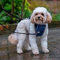 Hondentuigje Company of Animals Carsafe Crash Tested Blauw 34 cm Voor op reis XS - thumbnail