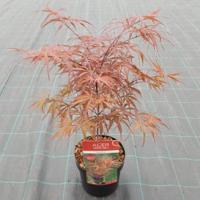 Japanse esdoorn (Acer palmatum "Peve Dave") heester - thumbnail