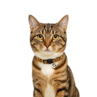 Nobleza Kattenhalsband bruin - Panterprint - thumbnail